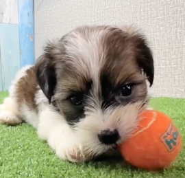 Shorkie Puppies For Sale